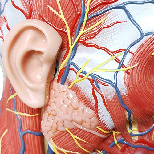 Human Half Head Superficial Neurovascular Model with Musculature, Life Size - style: Classic Model
