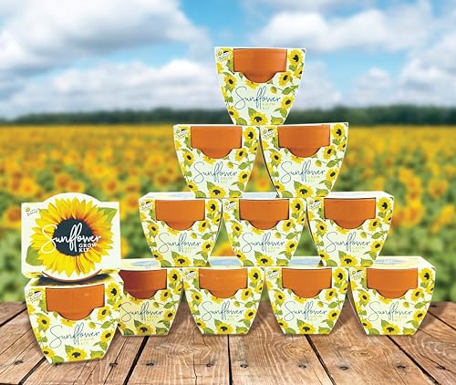 BUZZY Seeds Sunflower Grow Kit 12-Pack, Terracotta Pots, Indoor Garden - color: 12pk Sunflower