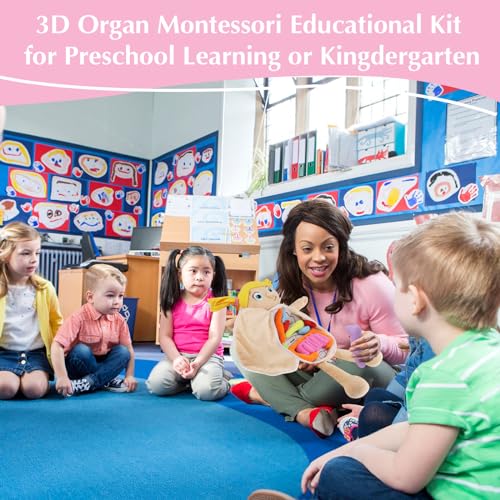 Vocheer Human Body Anatomy Toy, Human Body Model for Kids, Montessori Plush - color: Pink
