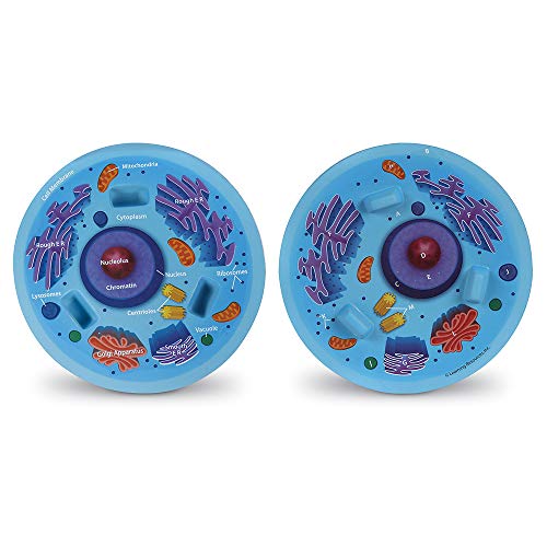 Learning Resources Cross-Section Animal Cell Model