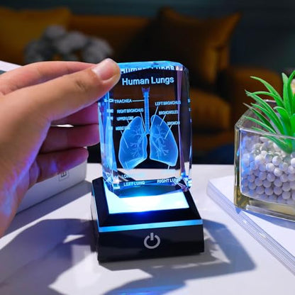 Movdyka 3D Human Lung Anatomy Model Biology Doctor Gifts for Men - color: Lung