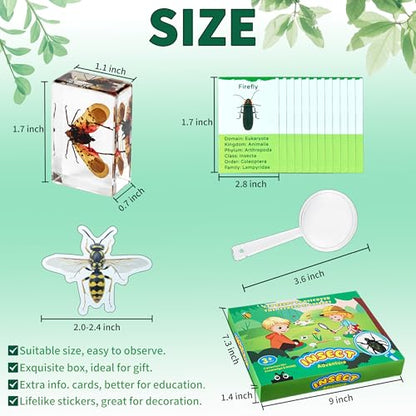 12 PCS Insect Specimen, Real Bugs in Resin for Science Classroom