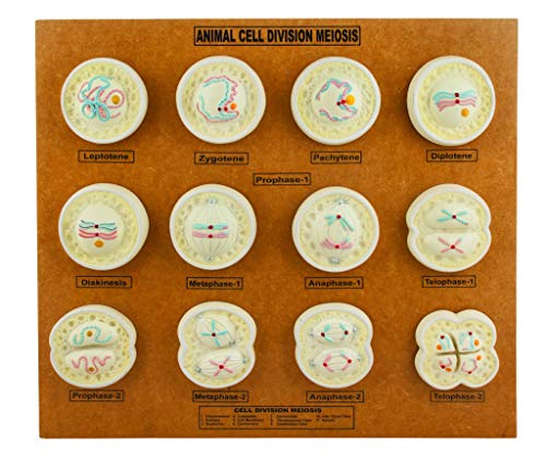 Eisco Labs Animal Cell Meiosis Model