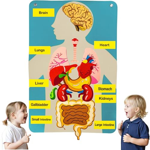 Human Body Model for Kids-Human Body Parts Learning Felt Board Set for Toddlers-Felt Wall Activities-Educational Storytelling Toy for Daycare Home Preschool-Teacher Daycare Supplies