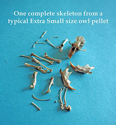 Extra Small Owl Pellets, 30 Pack
