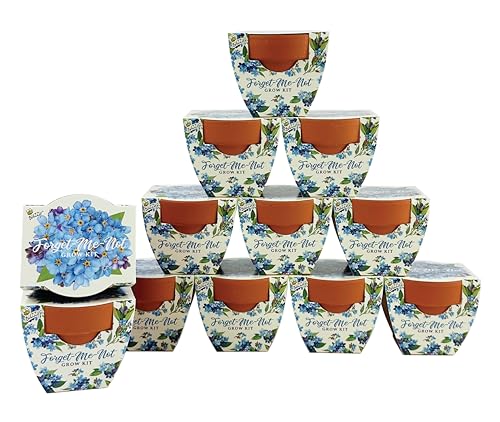 BUZZY Seeds Forget-Me-Not Grow Kit 12-Pack, Terracotta Pots, Daydream - color: 12pk Forget-me-not