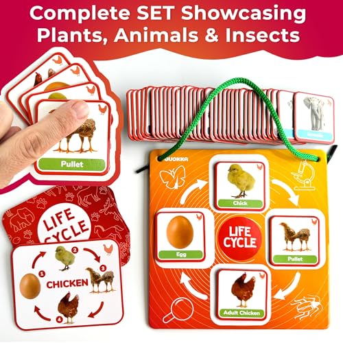 Life Cycle Toys for Kids — Magnetic Flash Cards Science Kits for Kids 3-5