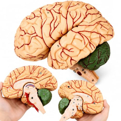 Human Brain Model, 41 Numbered Brain Anatomy Model, Life-Size, 8 Parts