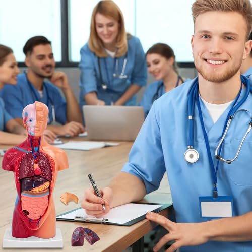 11 Inch Small Human Body Model for Anatomy Study - 15 Detachable Parts Educational Torso with Internal Organs, DIY Assembly Anatomy Model for Students, Teachers, and Medical Healthcare Professionals