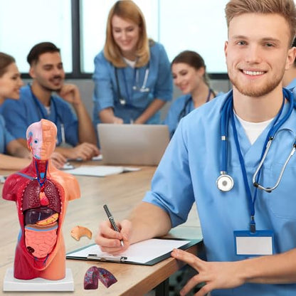 11 Inch Small Human Body Model for Anatomy Study - 15 Detachable Parts Educational Torso with Internal Organs, DIY Assembly Anatomy Model for Students, Teachers, and Medical Healthcare Professionals