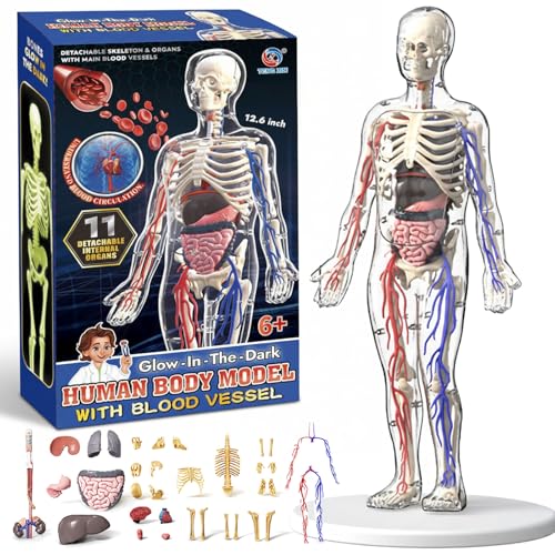 Clear Human Body Structure Model - Max 43-Piece Set, Removable Organs Bones & Transparent, DIY Assembled Human Torso Organ Model, 3D Human Body Skeleton Model for Anatomy (Full Organ Set)