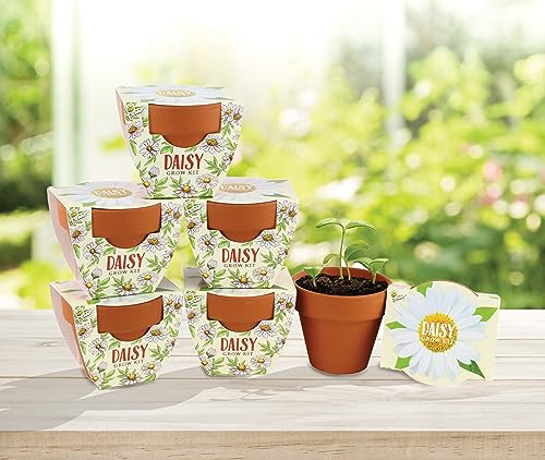 BUZZY Seeds Daisy Daydream Grow Kit 6-Pack, Mini Terracotta Pots, Indoor - color: 6pk Daisy