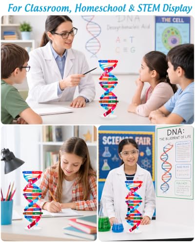 NUOBESTY DNA Model Kit Double Helix Structure Model 13 in - size: 37.00X11.60X11.60CM