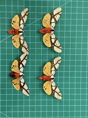 4 Real Milky Tiger Moth Specimens Unmounted Open Wings BU14X4 - color: 4 Butterfly #14