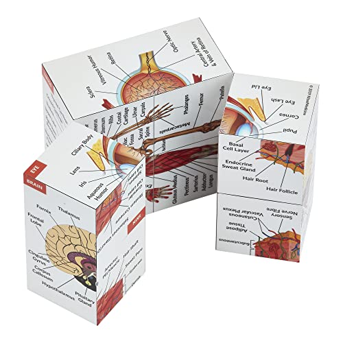 Human Anatomy Study Cube | Study 9 Parts of The Human Body | Perfect Anatomy Revision Guide | Addictive Anatomy Model Cube | Great Gift for Nurse, Dentist, Medical Students