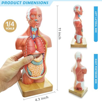 Generies 15 Pcs Removable 3D Human Torso Anatomy Model, 11 inch