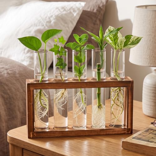 Tigvio Desktop Glass Plant Propagation Station (5 Tubes) - size: 5 Tubes