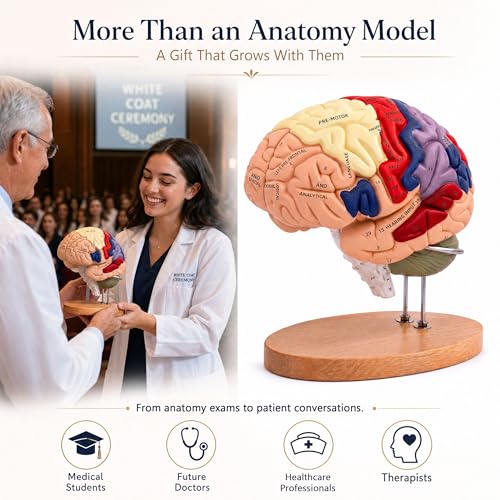 Professional 2X Life-Size Human Brain Model with Stand
