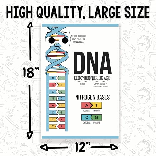 DNA Explanation Classroom Poster - Science Classroom Poster - 12 x 18 Inch - Classroom Decor - Classroom Must Haves - Back To School Decor - CPS0319