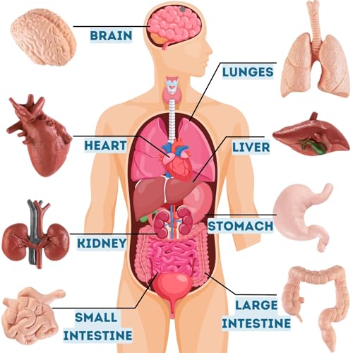 Liberty Imports 8 PCS Human Organs Toy Body Parts Figurines - 3D Mini Anatomy Model Realistic Teaching Prop - Brain, Heart, Lung, Liver, Stomach, Intestines, Kidney for Kids