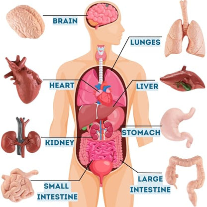 Liberty Imports 8 PCS Human Organs Toy Body Parts Figurines - 3D Mini Anatomy Model Realistic Teaching Prop - Brain, Heart, Lung, Liver, Stomach, Intestines, Kidney for Kids