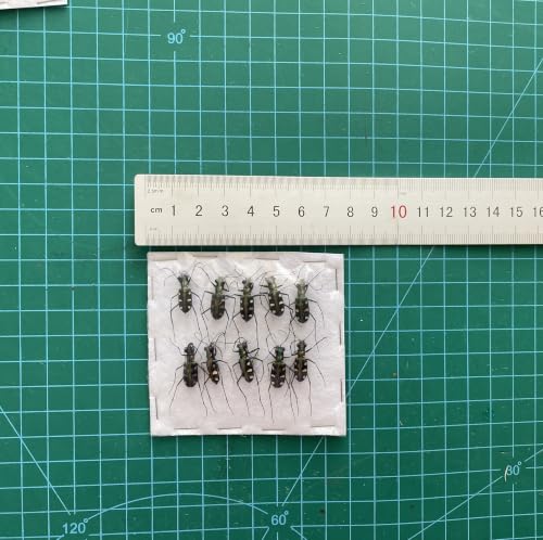 10 Real Tiger Beetle Specimens Carabidae Unmounted Taxidermy BO103X10 - color: 10 Beetle #103
