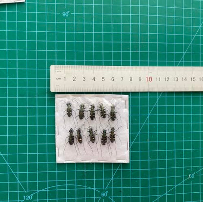 10 Real Tiger Beetle Specimens Carabidae Unmounted Taxidermy BO103X10 - color: 10 Beetle #103