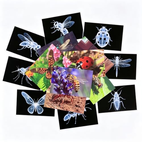 16 Animal X-Ray Set, Educational Science Kit for Kids to Explore Bone Structures for Lightstand Accessories, Light and Shadow Areas (Insect Series) - color: Insect Collection