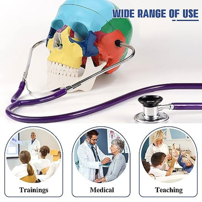 RONTEN Human Skull Anatomical Model, Painted Medical Skull 3-Part Removable Skull Cap and Moving Jaw, Display Model for Medical Student Human Anatomy Teaching and Studying(Asia) - style: Asia Color Skull Model
