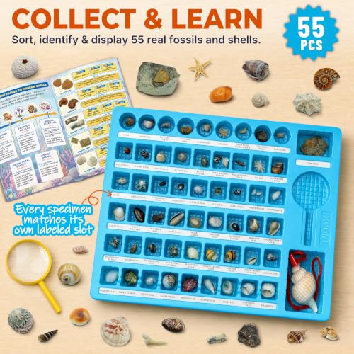 PIBEX Ocean Fossil Collection Kit, 55 PCS Labeled Real Fossils & Seashells
