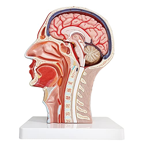 Human Half Head Superficial Neurovascular Musculature Model with Brain - style: Model with Removable Brain