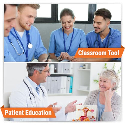 GPI Anatomicals Uterus and Ovary Model, Female Reproductive System - style: Uterus and ovary