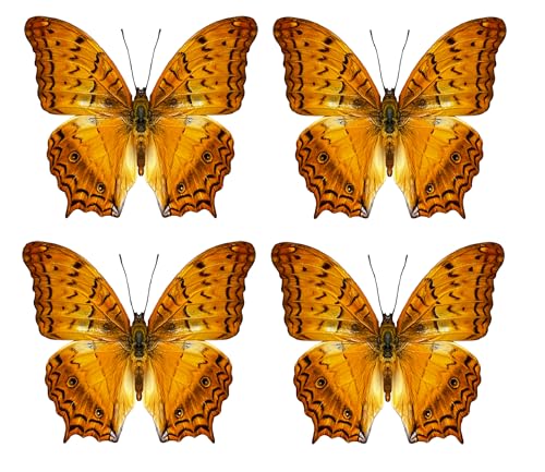 4 Real Butterfly Taxidermy Specimens Mounted Insect Collection BU31X4 - color: Butterfly 31