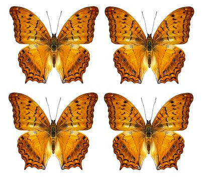 4 Real Butterfly Taxidermy Specimens Mounted Insect Collection BU31X4 - color: Butterfly 31