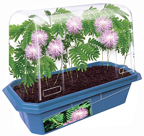 Terrarium Starter Kit - Astounding Moving Plant
