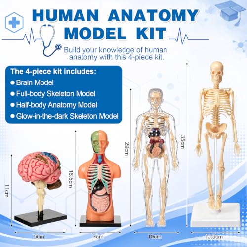 Set of 4 Human Body Anatomy Model Kit Interactive Science Kit