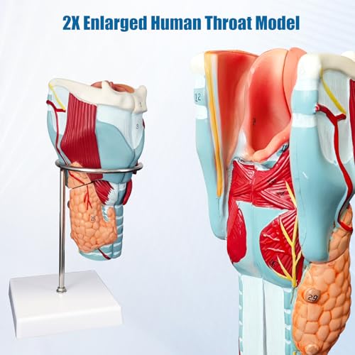 2X Enlarged Human Throat Model,5 Parts Human Larynx 3D Anatomy Model Laryngeal Muscles Cavity Bone with Labeled Numbered Product Manual Card and Removable PVC Base for Medical Education Study - size: 2X Enlarged