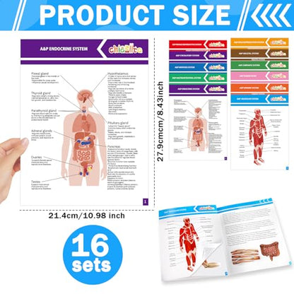 chiazllta 16 Pack Anatomy & Physiology Study Guides Set Human Body Systems Anatomy Study Tools Educational Charts Nursing School Success Bundle for Paramedic Medical School Students