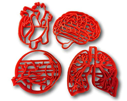 Human Tissue Anatomy Cookie Cutter (Set of 4)