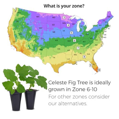 Celeste Fig Plant (4 Pack) | Live Fruit Plant for Planting | Sweet & Juicy Figs for Fresh Eating & Drying | Cold-Hardy & High-Yielding Tree | Perfect for Organic Gardens & Sustainable Living - style: Celeste