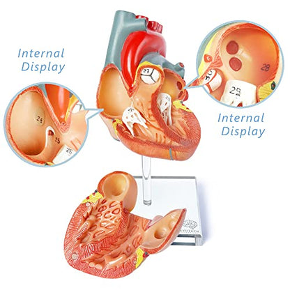 Human Heart Model for Anatomy - 2-Part Life Size