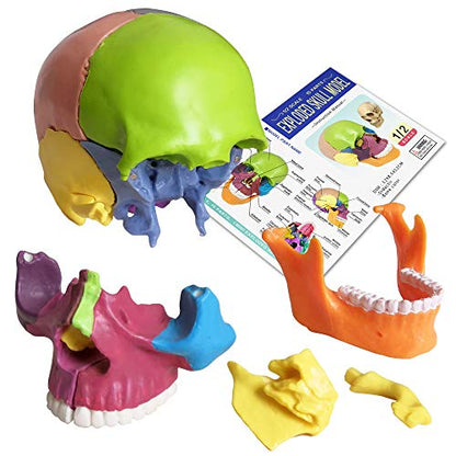 New Anatomy Skull Model 15 Parts Human Color Exploded Skull Detachable - color: Colorful Skull