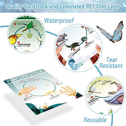 9 Pieces Science Biology Posters Biology Life Cycles Bulletin Board Charts