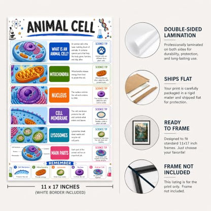 banner4you Animal Cell Classroom Poster, Biology Classroom Decor, Animal Cell Diagram Wall Art for Elementary & Middle School Science, STEM Teacher Decoration, Laminated, 11x17 Inch