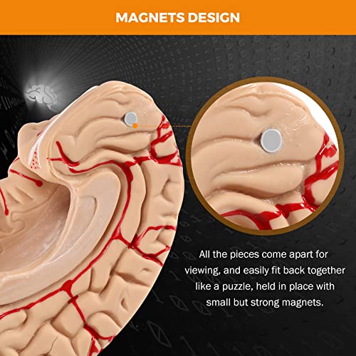 BEAMNOVA Human Brain Model with Vessels, Life Size Anatomy Model