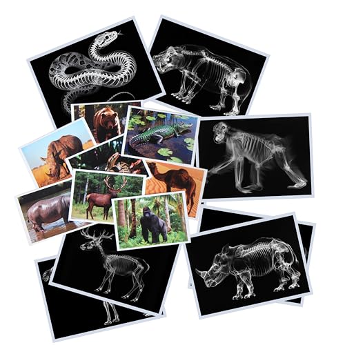 Thematic Animal X-Rays, Set of 16, Simulation Specimen, Science Education Materials for Kindergarten & Preschool, Light Table Accessories, Montessori & Reggio-Inspired (Wild Animals) - color: Wild animals
