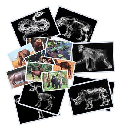 Thematic Animal X-Rays, Set of 16, Simulation Specimen, Science Education Materials for Kindergarten & Preschool, Light Table Accessories, Montessori & Reggio-Inspired (Wild Animals) - color: Wild animals