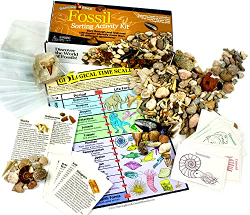 DANCING BEAR Fossil Collection Sorting Activity Kit with Over 100 Pcs (More Than 20 Different Fossil Varieties!), Educational ID Sheet, Color ID Cards, Bags, Magnifying Glass, and Shark Teeth - style: Fossil Sorting Kit