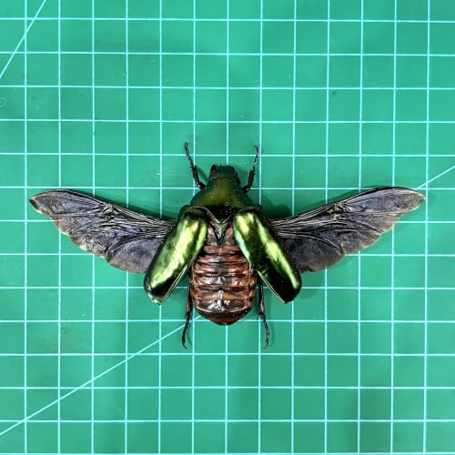 Real Green Rhomborhina Scarab Beetle Specimen Unmounted for Pinning BO-65 - color: 1 Beetle #65