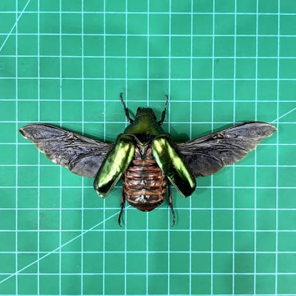 Real Green Rhomborhina Scarab Beetle Specimen Unmounted for Pinning BO-65 - color: 1 Beetle #65